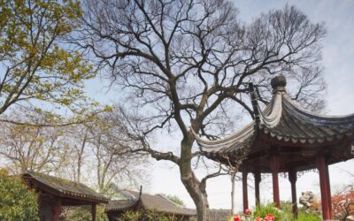 Le Jardin Chinois de Stuttgart: Une Belle Histoire de Tradition et de Communauté